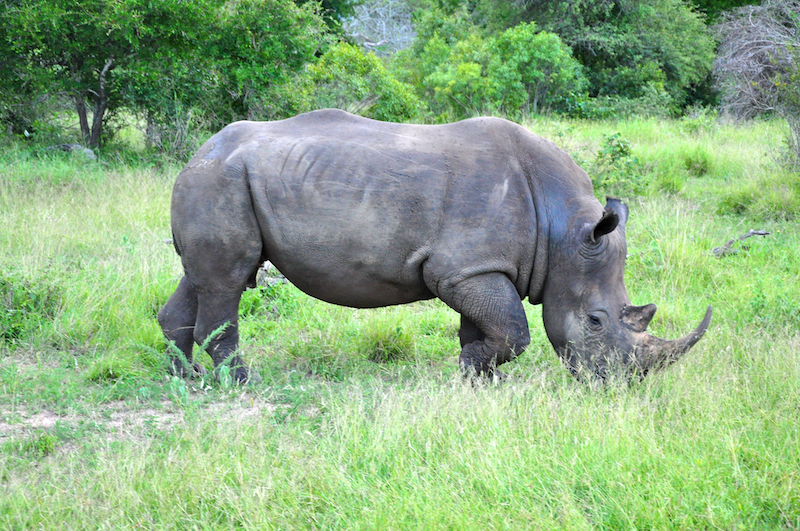 Melanie Heinrich - travel images - Lion Sands Private game reserver Hazyview